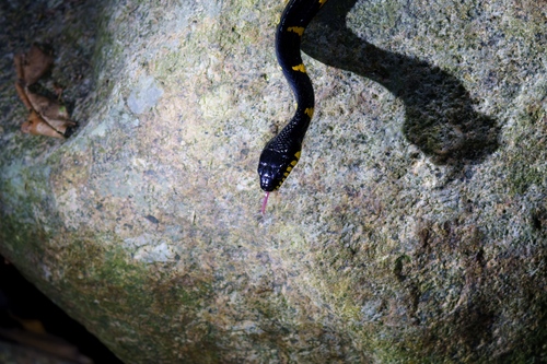 Western Mangrove Cat Snake
