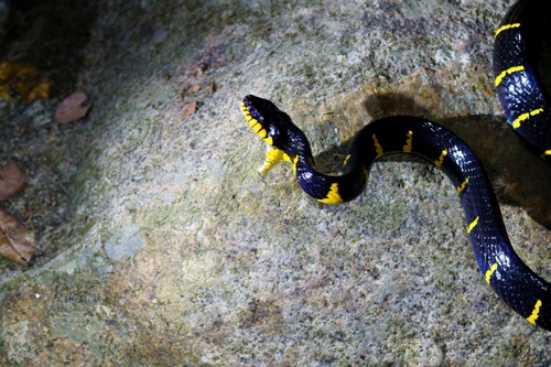 Western Mangrove Cat Snake