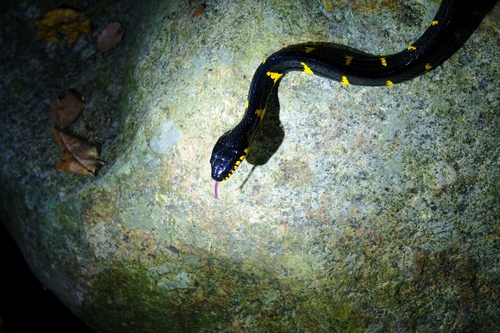 Western Mangrove Cat Snake