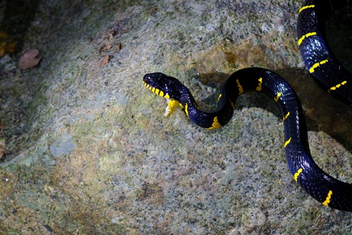 Western Mangrove Cat Snake