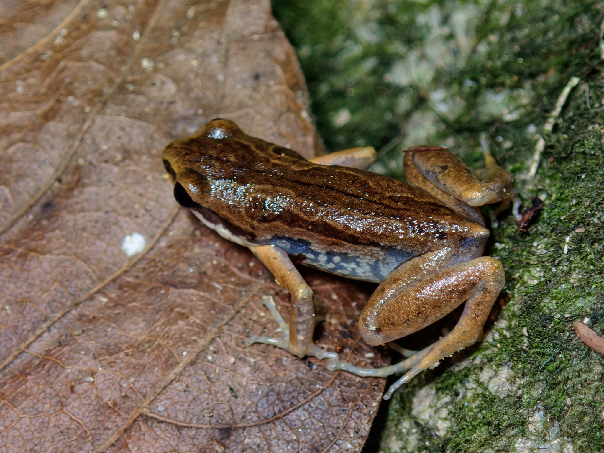 Striped Paddy Frog photo 3