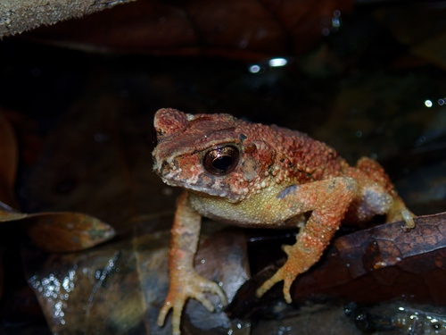 Lesser Toad, Ingerophrynus parvus