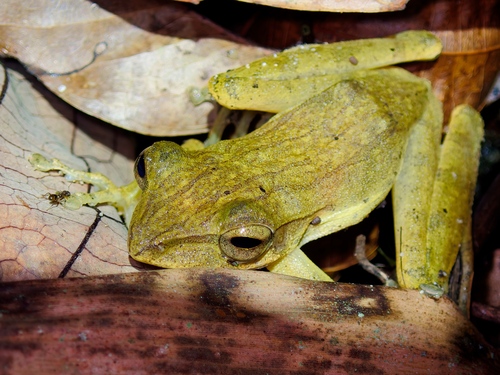 Malayan Whipping Frog, Polypedates discantus