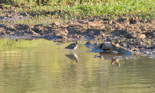 iNaturalist: (c) Nicola Marchioli, some rights reserved (CC BY-NC), uploaded by Nicola Marchioli iNaturalist image