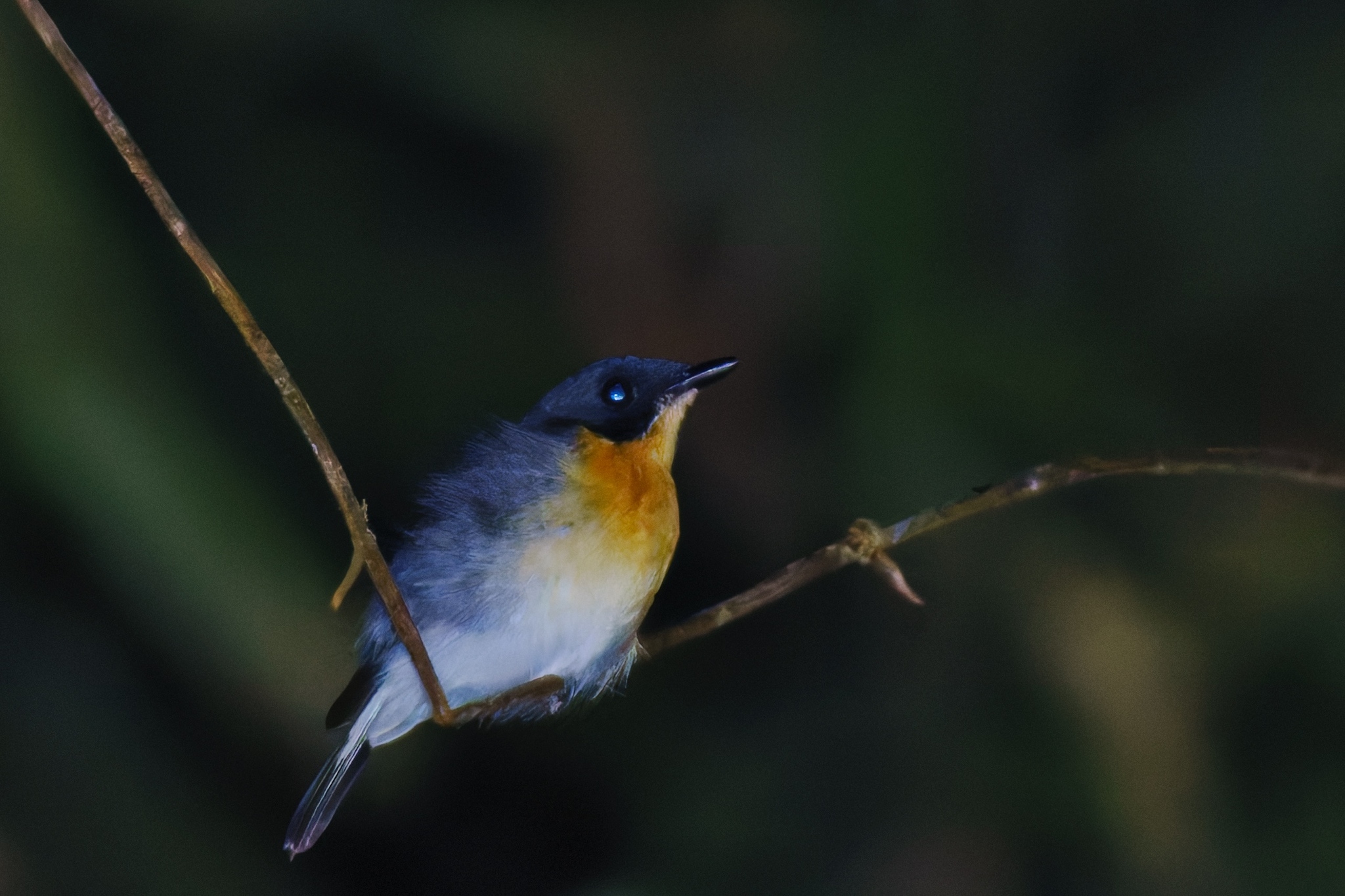 Rufous-chested Flycatcher (Ficedula dumetoria), photo 2