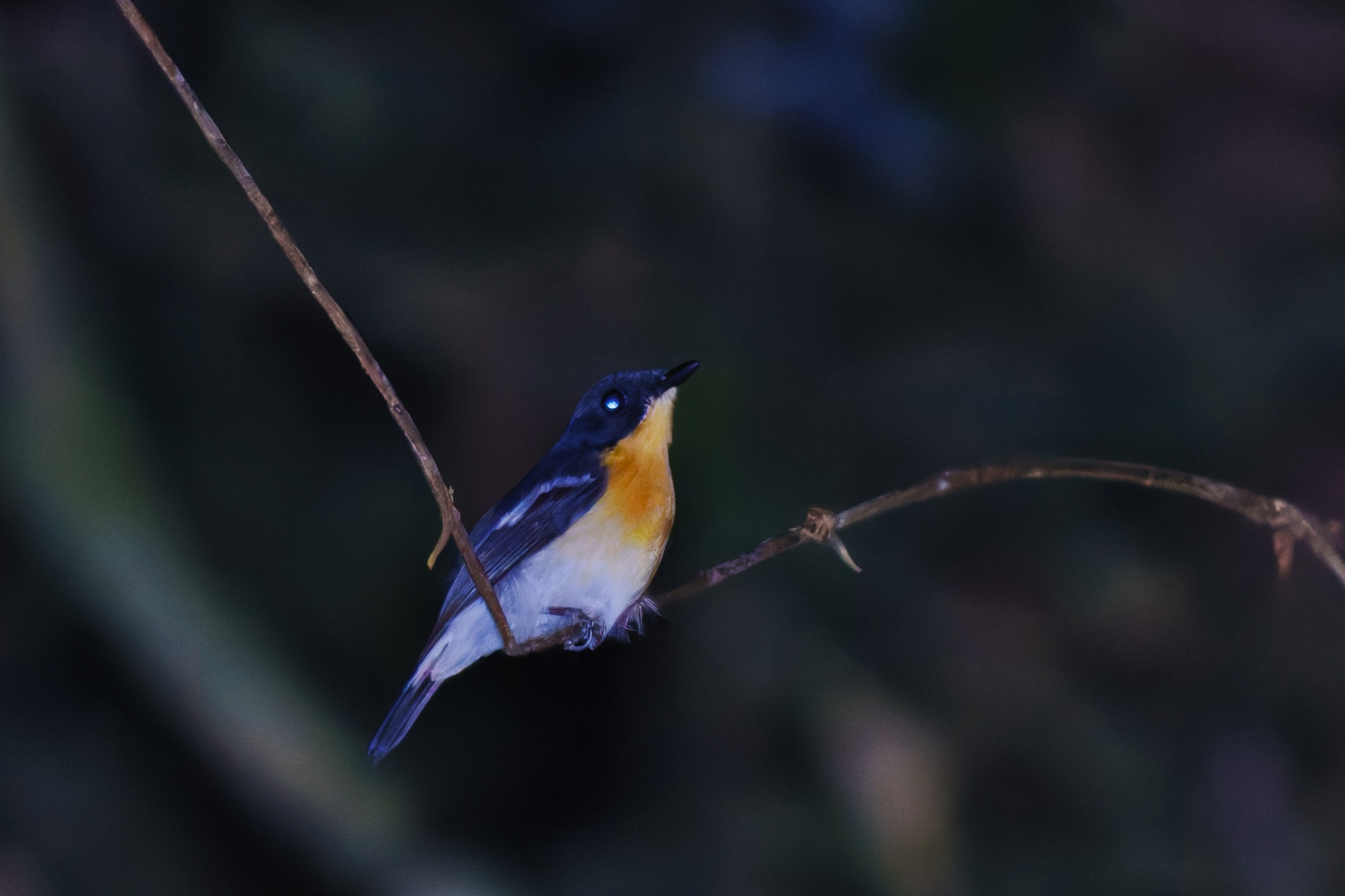 Rufous-chested Flycatcher (Ficedula dumetoria), photo 1