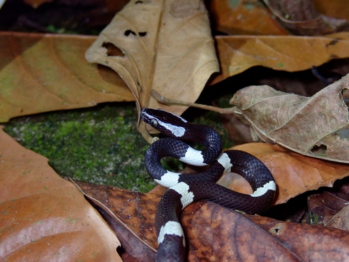 Scarce Wolf Snake