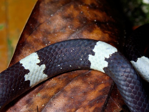 Scarce Wolf Snake
