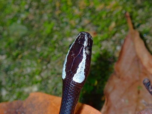Scarce Wolf Snake