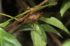 Parasubria vittipes