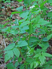Osmorhiza longistylis