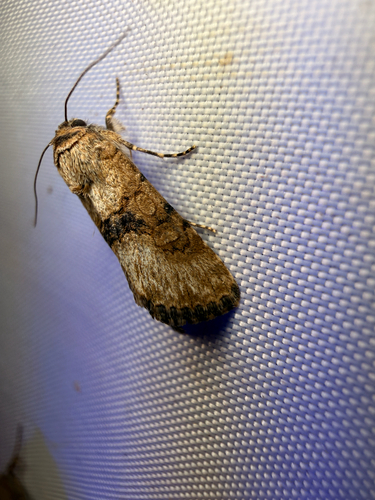 Harrow moth