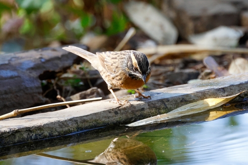 Rufous-breasted Accentor (Prunella strophiata), photo 10