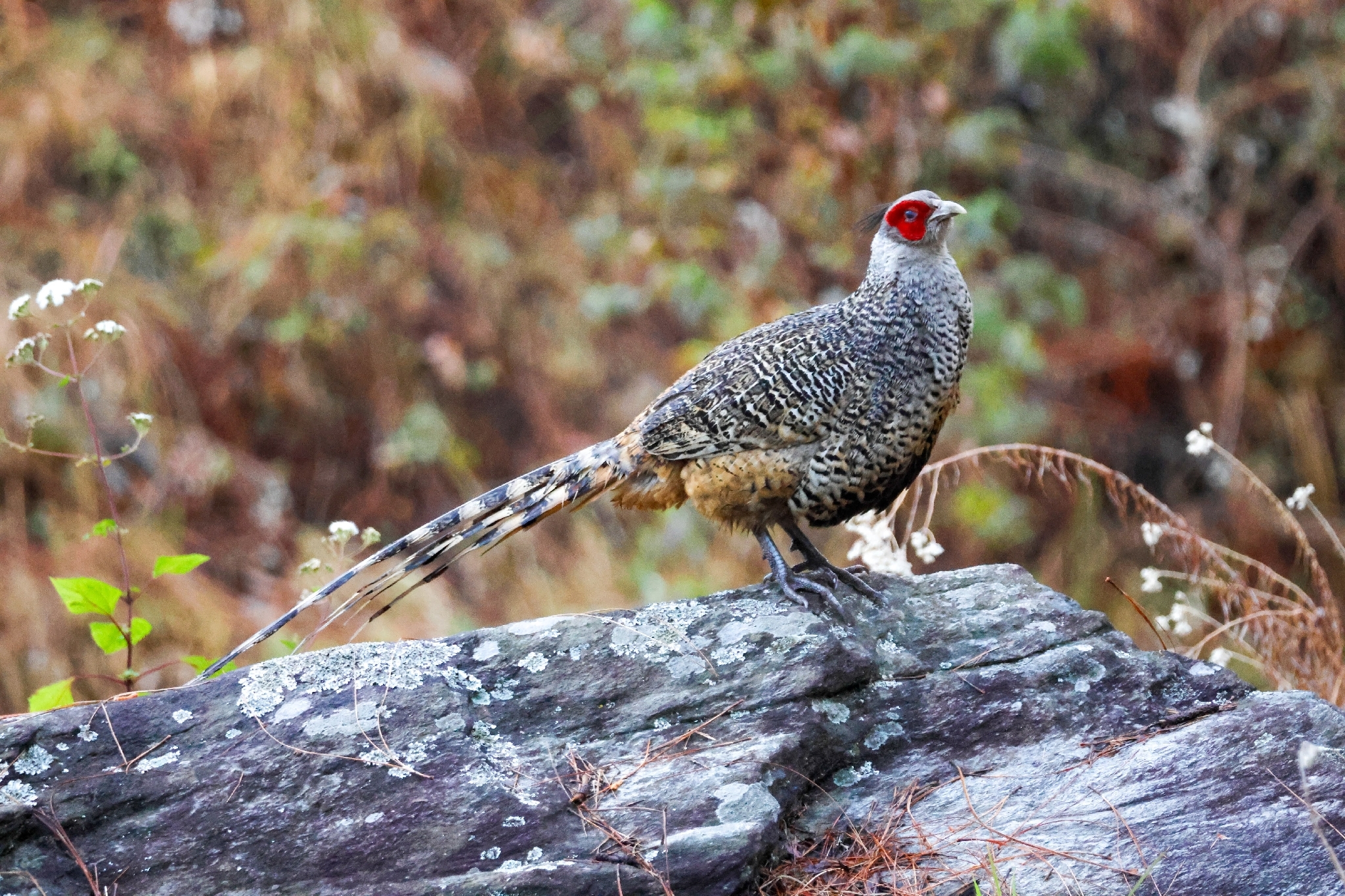 Cheer Pheasant (Catreus wallichii), photo 2