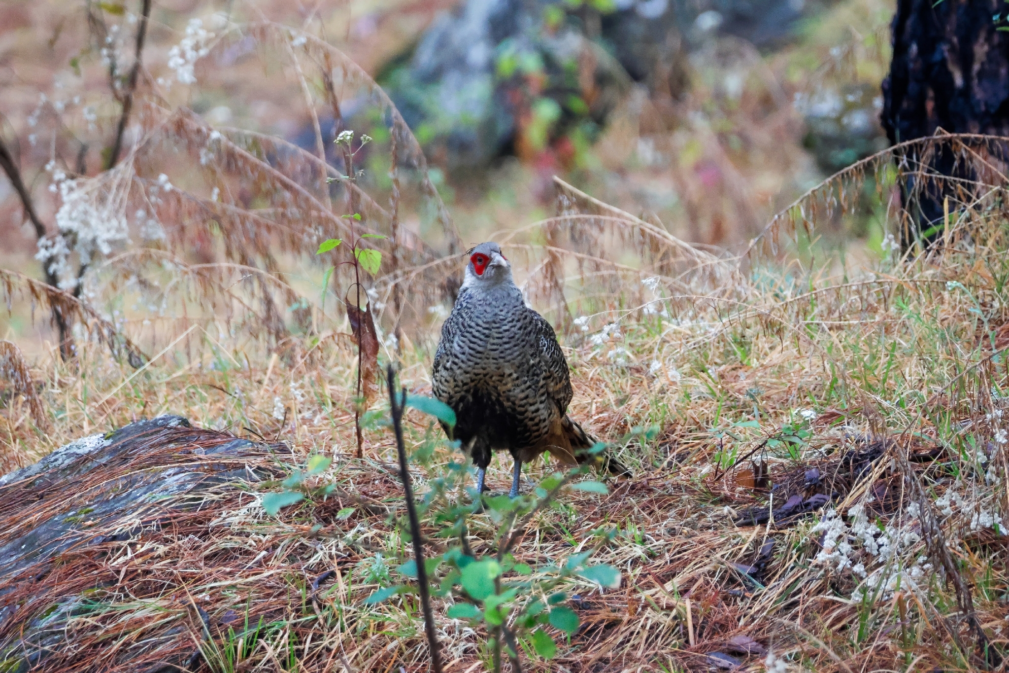 Cheer Pheasant (Catreus wallichii), photo 8