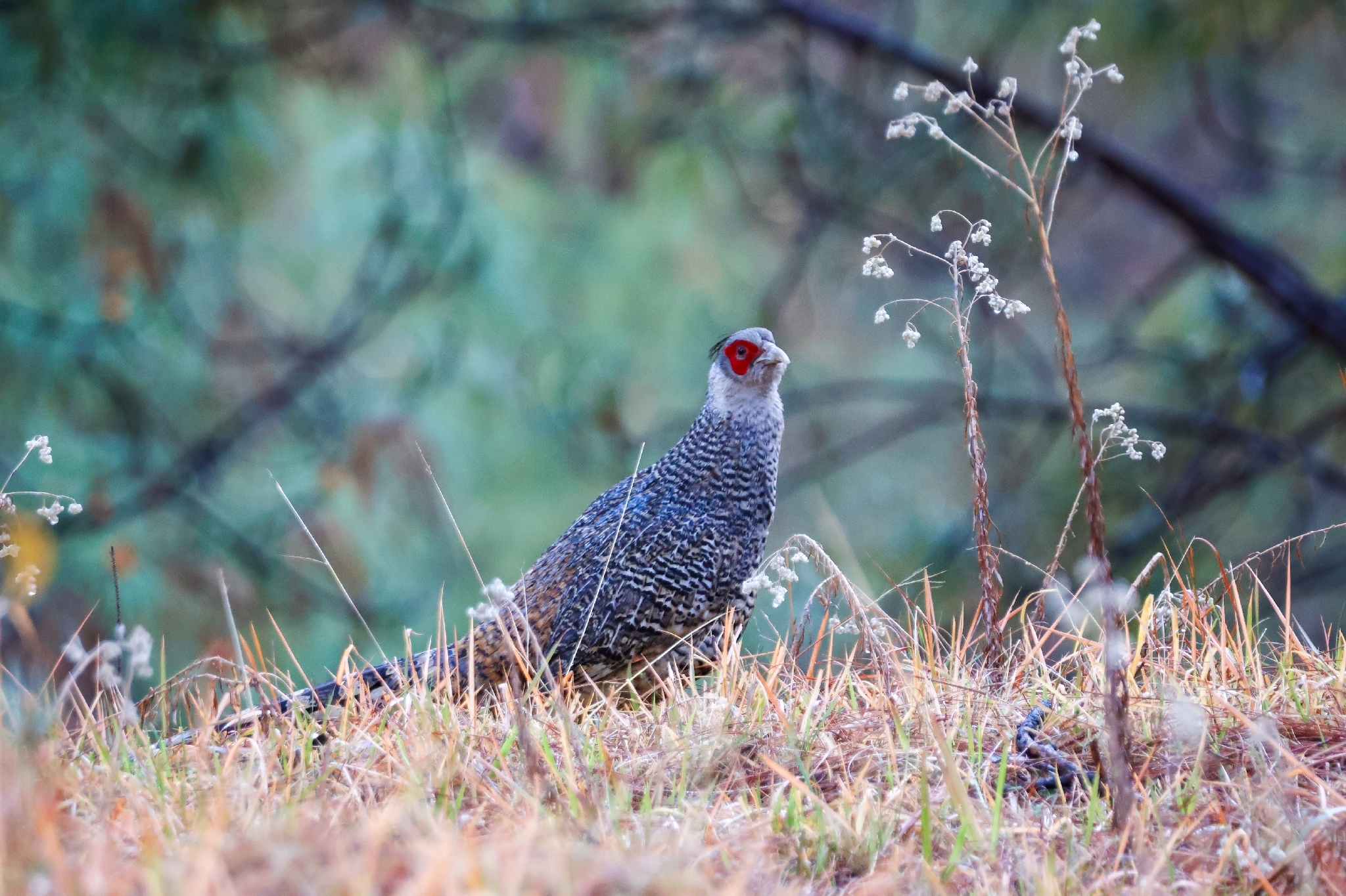 Cheer Pheasant (Catreus wallichii), photo 9