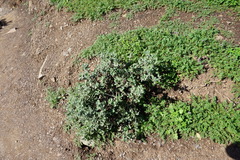 Eucycla