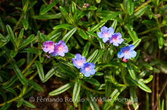 Glandora prostrata prostrata