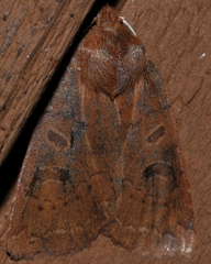Epiglaea decliva