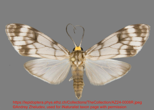 Eucereon zephyrum