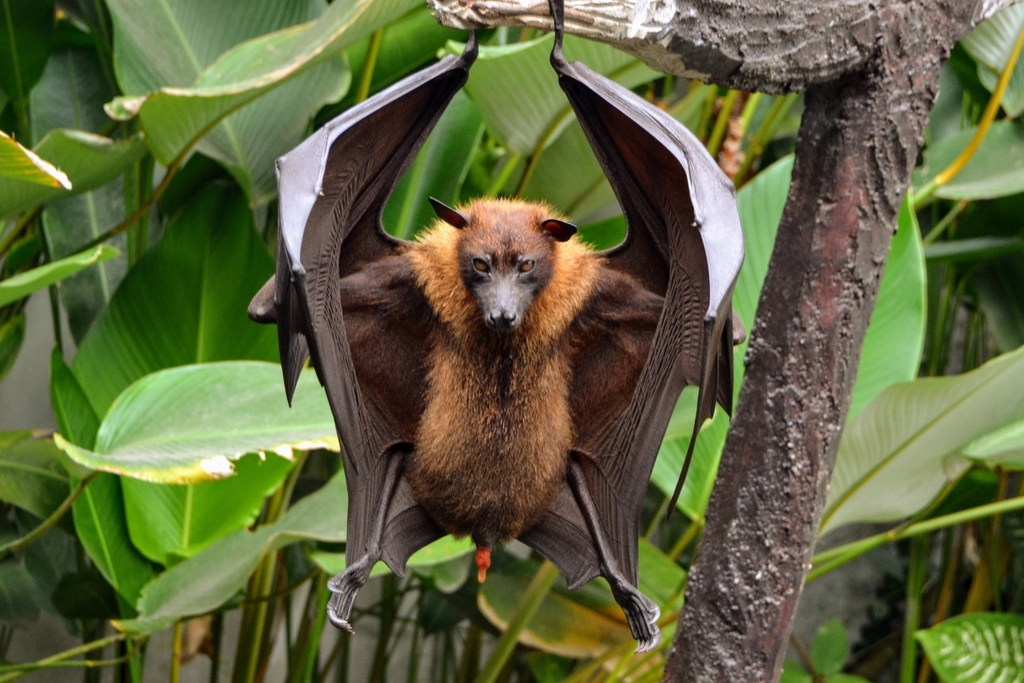 giant flying fox bat