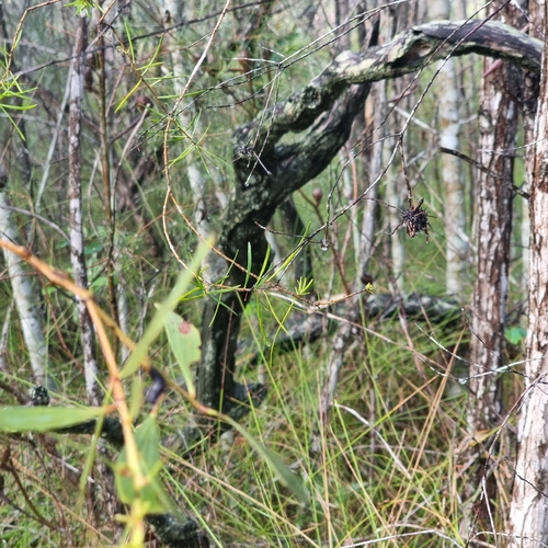 black wattle (Acacia leiocalyx)