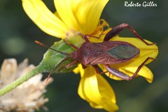 Athaumastus haematicus