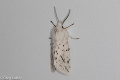 Spilosoma dubia