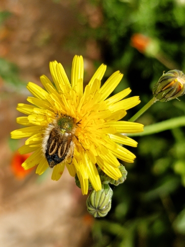 Eulasia bombylius