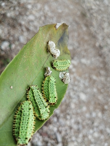 Acharia pauper
