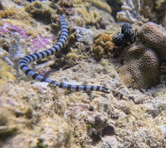 Yellow-lipped Sea Krait