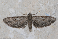Eupithecia bolterii