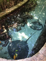 Torpediniformes