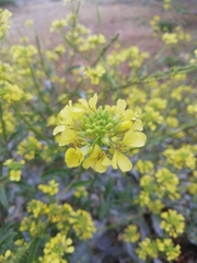 Rapistrum rugosum