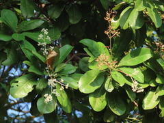 Buchanania arborescens
