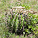 Echinopsis rhodotricha - Photo (c) Martin Lowry,  זכויות יוצרים חלקיות (CC BY-NC), הועלה על ידי Martin Lowry