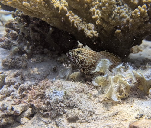 Epinephelus merra