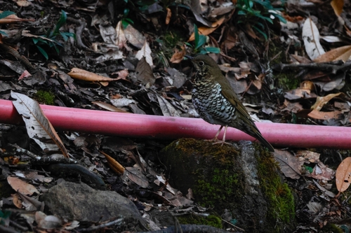 Alpine Thrush (Zoothera mollissima), photo 9
