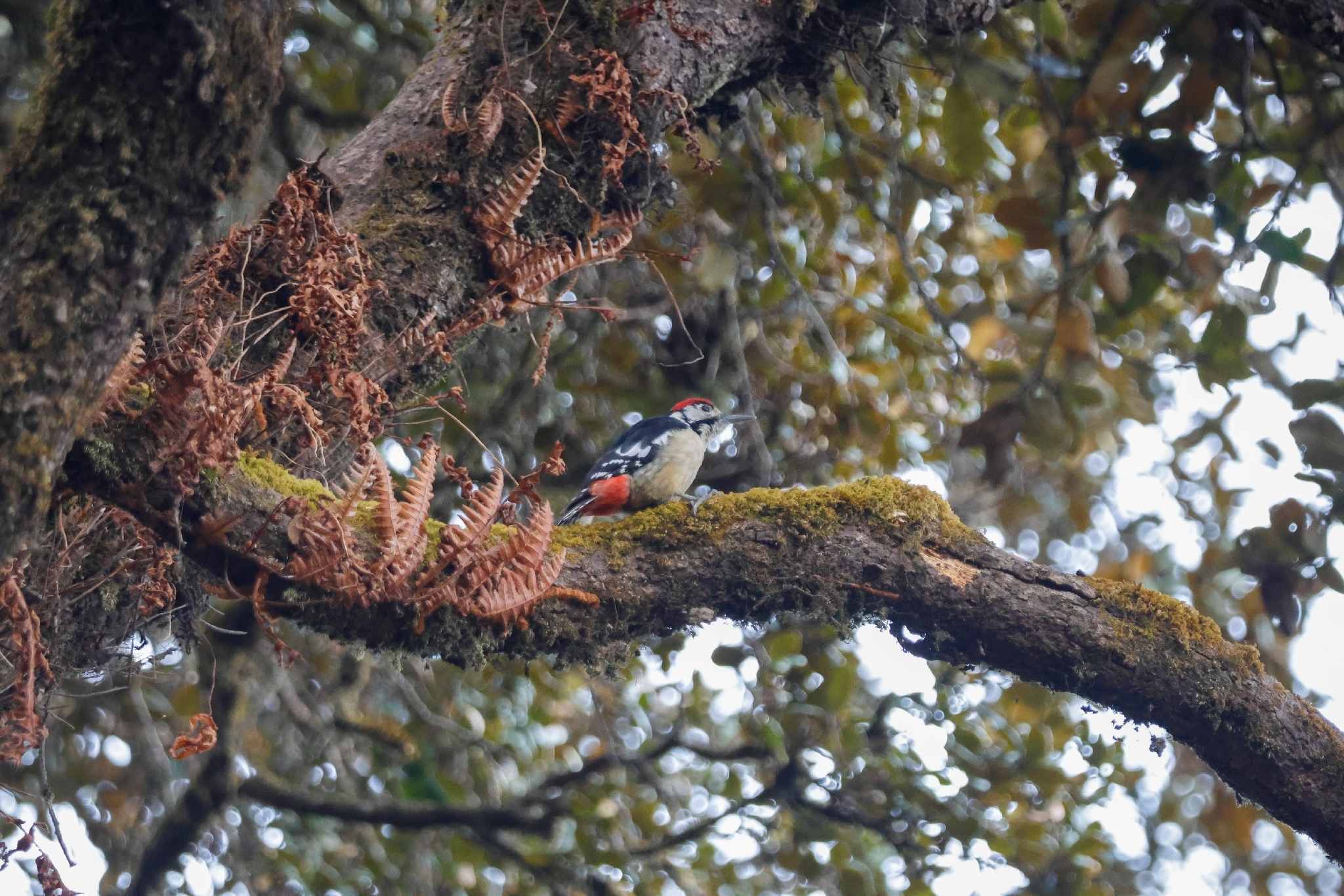 Himalayan Woodpecker (Dendrocopos himalayensis), photo 8