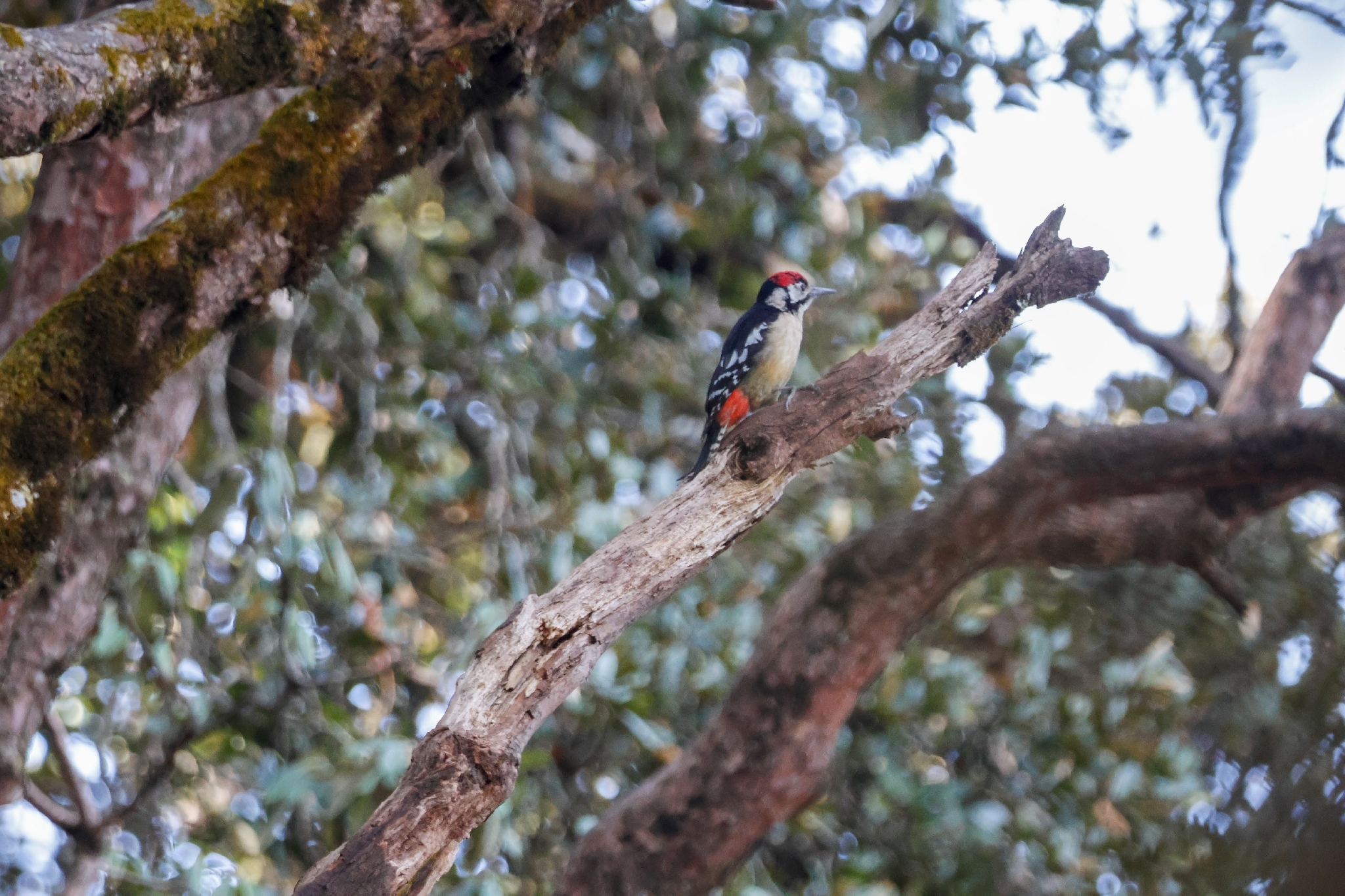 Himalayan Woodpecker (Dendrocopos himalayensis), photo 9