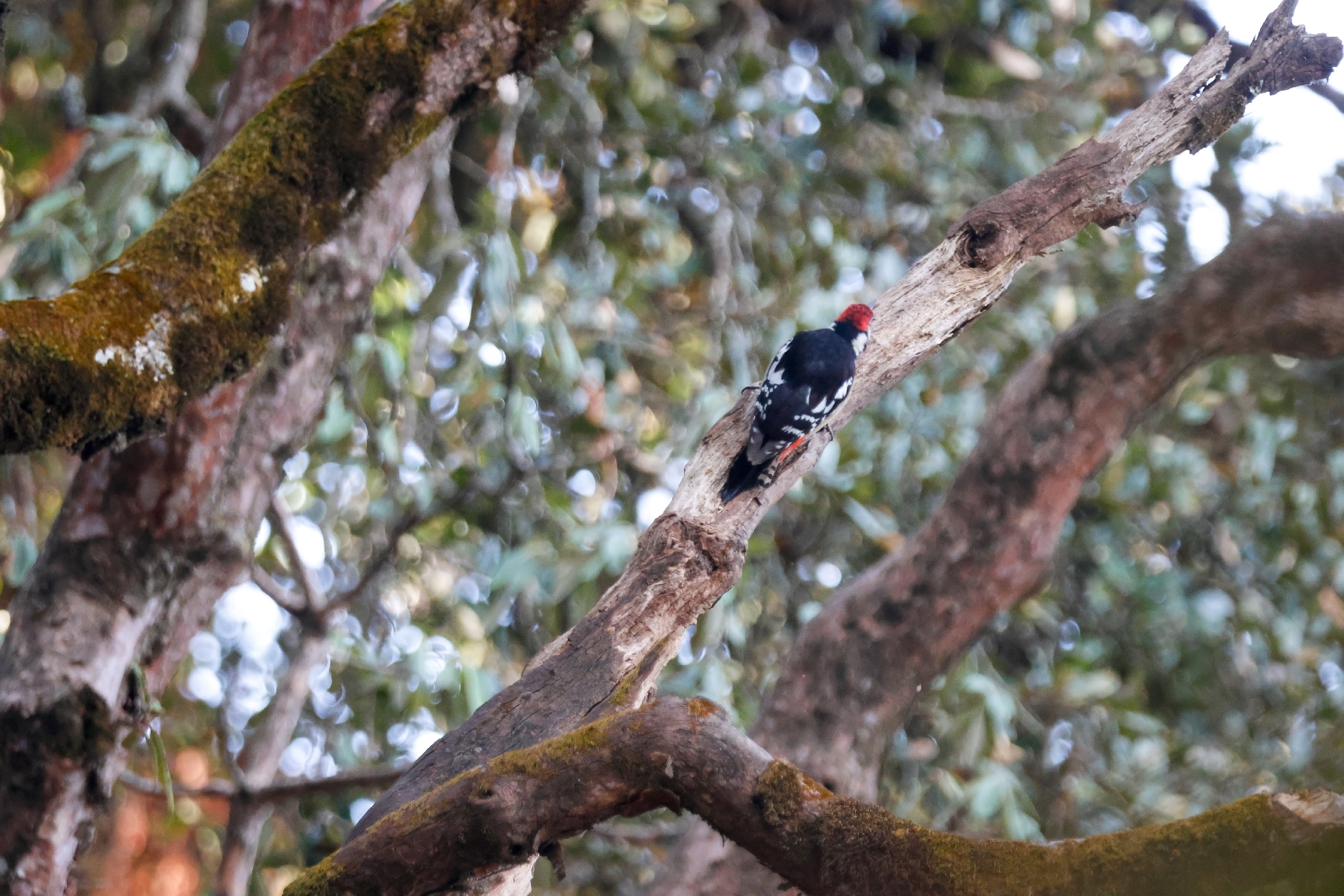 Himalayan Woodpecker (Dendrocopos himalayensis), photo 10