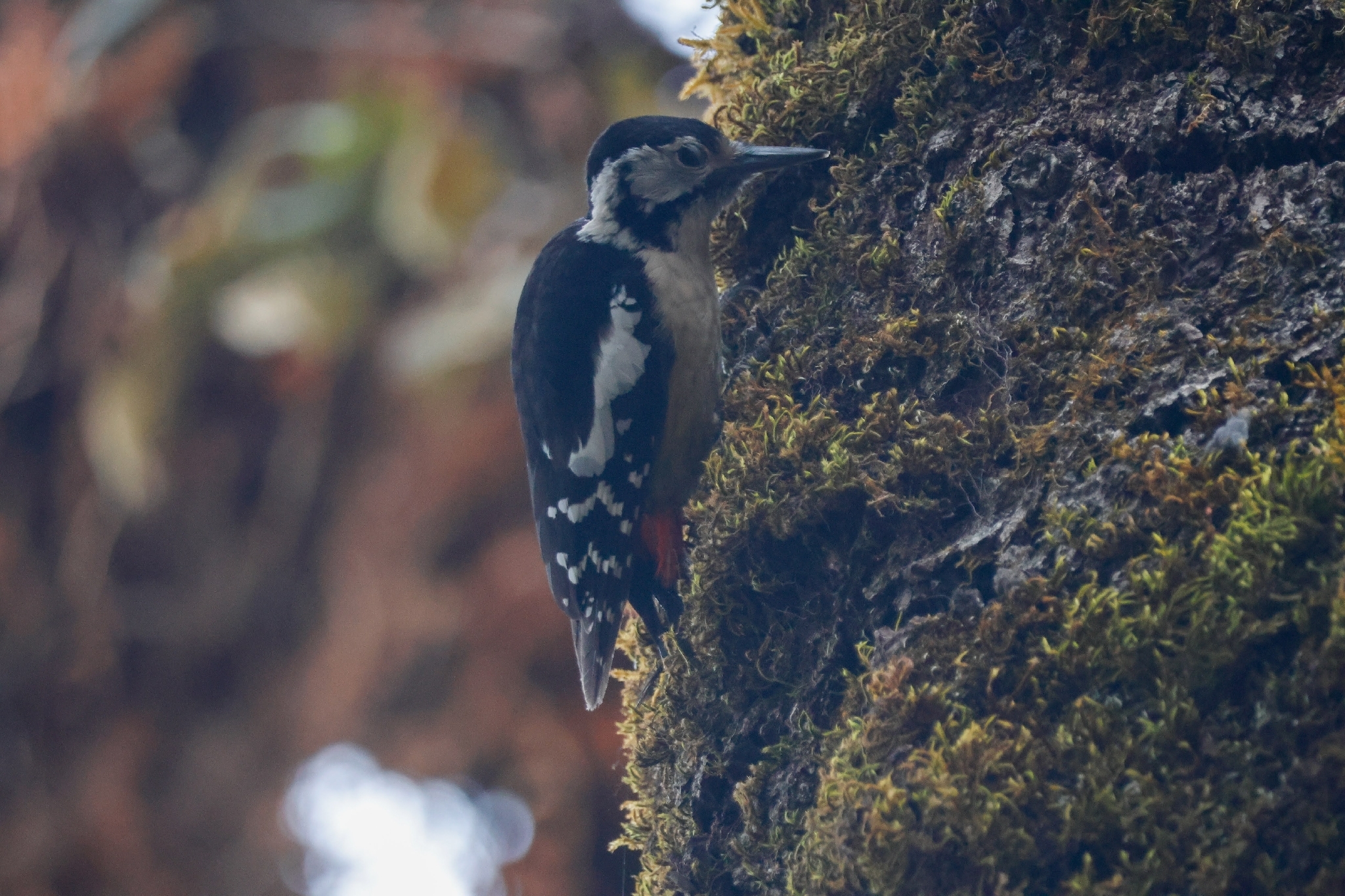Himalayan Woodpecker (Dendrocopos himalayensis), photo 4