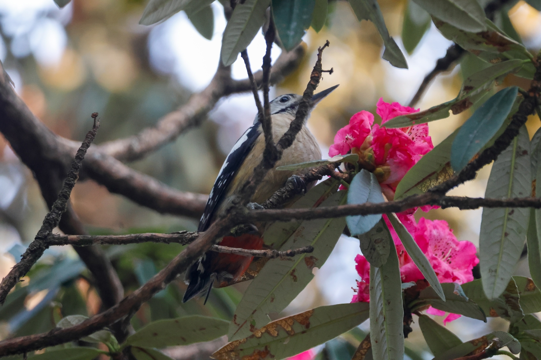 Himalayan Woodpecker (Dendrocopos himalayensis), photo 5