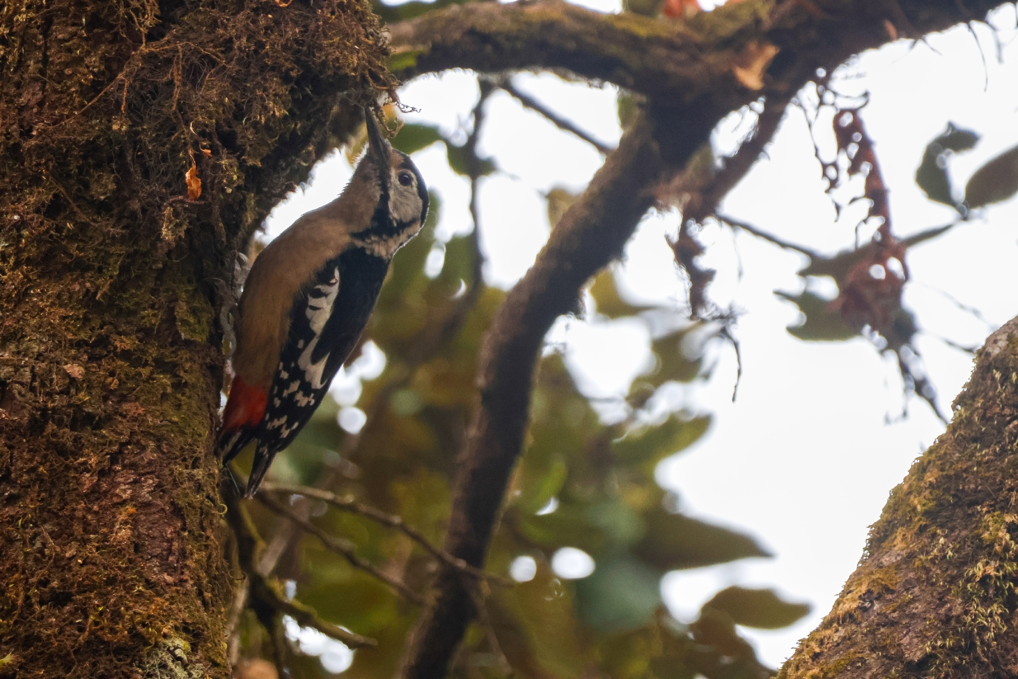 Himalayan Woodpecker (Dendrocopos himalayensis), photo 6