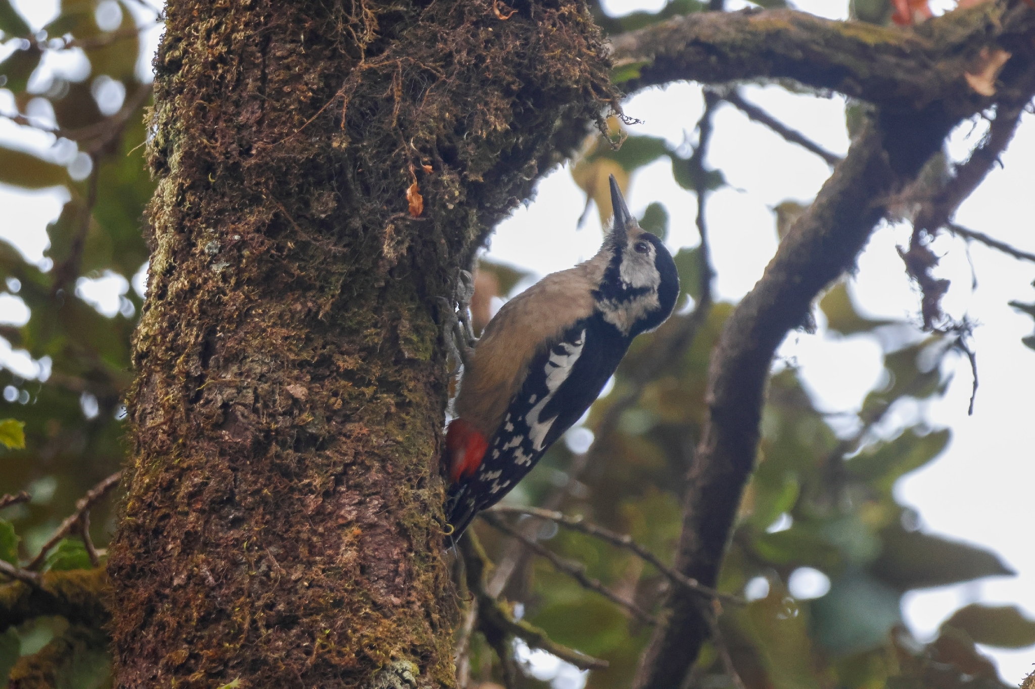 Himalayan Woodpecker (Dendrocopos himalayensis), photo 7
