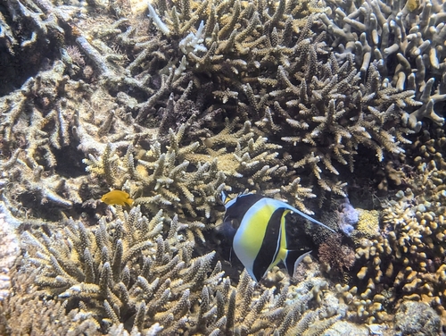Zanclus cornutus