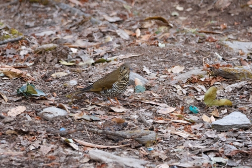 Alpine Thrush (Zoothera mollissima), photo 5