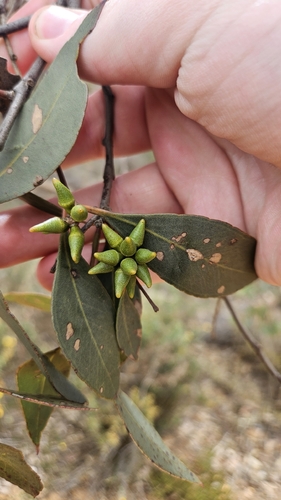 Redheart (Eucalyptus decipiens)