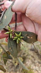 Eucalyptus decipiens