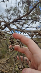 Eucalyptus decipiens, photograph author not stated, no rights reserved